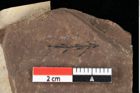 Foto (Detailansicht) von Taxodium distichum miocenicum Heer (NHMW-GEO-2024-0188-0191)